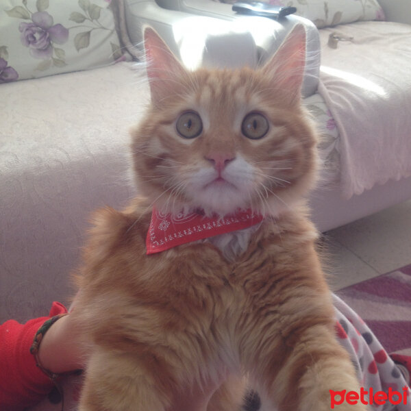 Maine Coon, Kedi  anatolia fotoğrafı