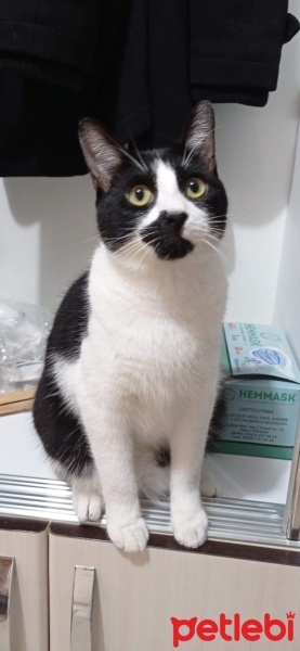 Tekir Kedi, Kedi  Dante fotoğrafı