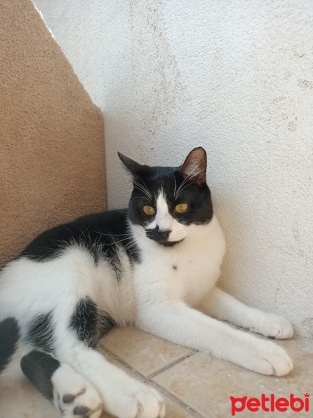 Tekir Kedi, Kedi  Dante fotoğrafı