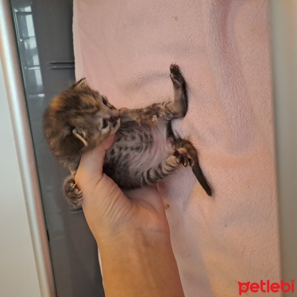 Tekir Kedi, Kedi  . fotoğrafı