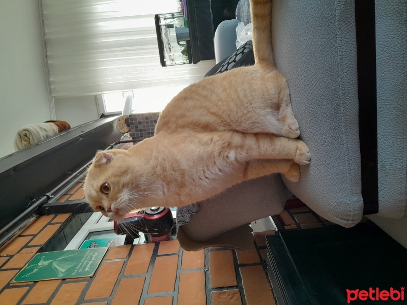 Scottish Fold, Kedi  Paşa fotoğrafı