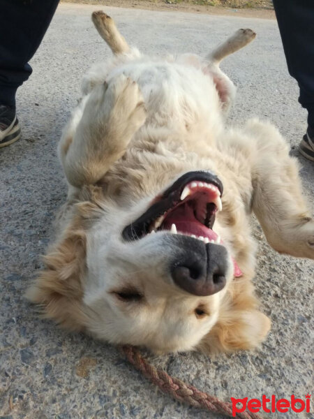 Golden Retriever, Köpek  Bebiş fotoğrafı