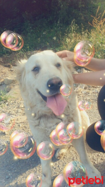 Golden Retriever, Köpek  Bebiş fotoğrafı