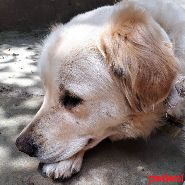 Golden Retriever, Köpek  Bebiş fotoğrafı