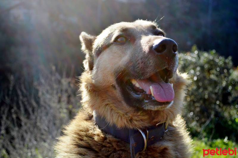 Golden Retriever, Köpek  Bebiş fotoğrafı