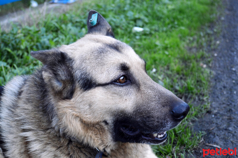 Golden Retriever, Köpek  Bebiş fotoğrafı