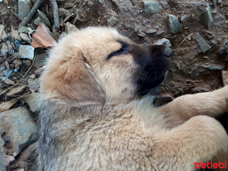 Golden Retriever, Köpek  Bebiş fotoğrafı