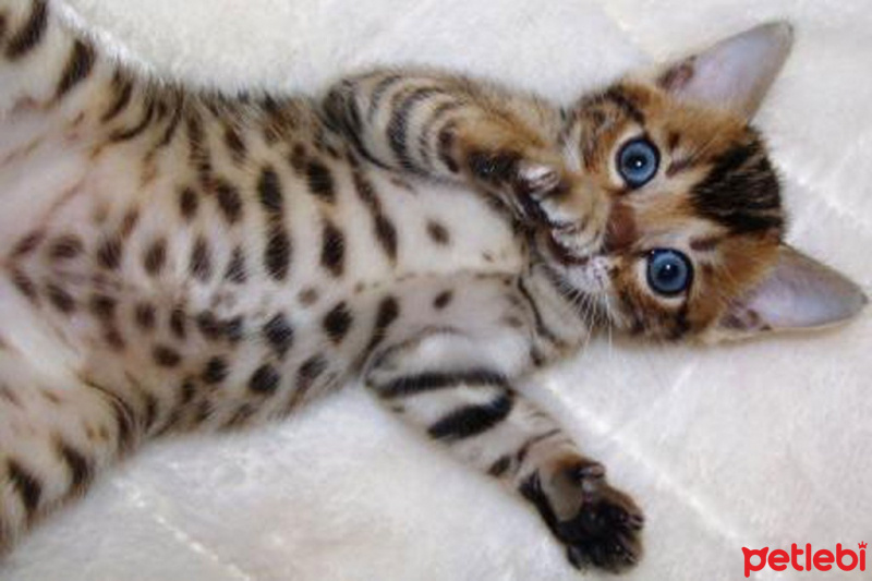 Bengal, Kedi  minnuka fotoğrafı
