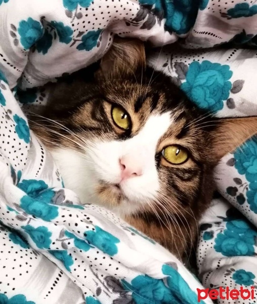 Norwegian Forest, Kedi  BONCUK fotoğrafı