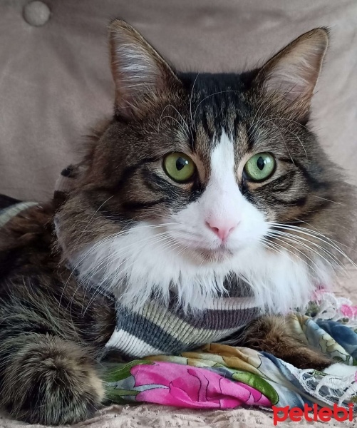 Norwegian Forest, Kedi  BONCUK fotoğrafı
