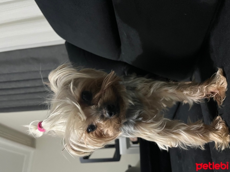 Yorkshire Terrier, Köpek  Dünya fotoğrafı