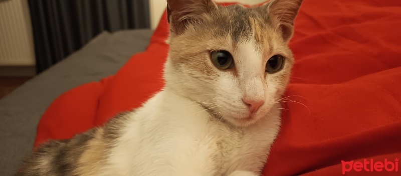 Tekir Kedi, Kedi  Dürüm fotoğrafı
