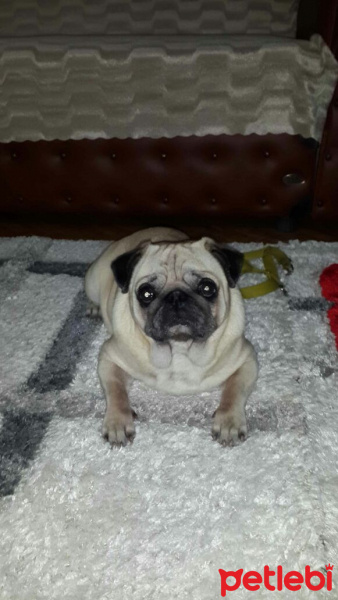 Pug, Köpek  Paşa fotoğrafı
