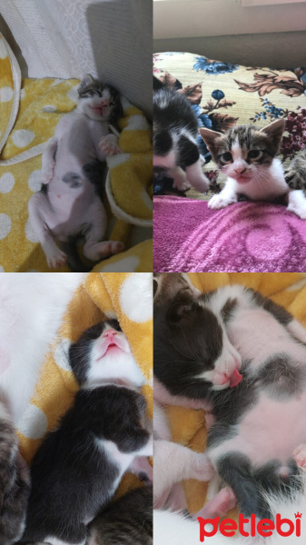 Tekir Kedi, Kedi  Suşi ve pırpır fotoğrafı