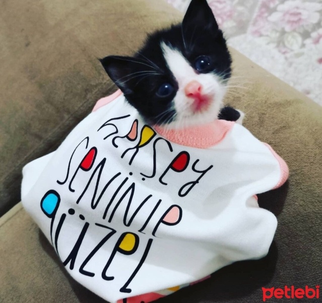Tekir Kedi, Kedi  Jackson fotoğrafı