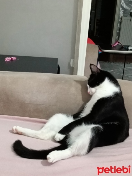 Tekir Kedi, Kedi  Jackson fotoğrafı