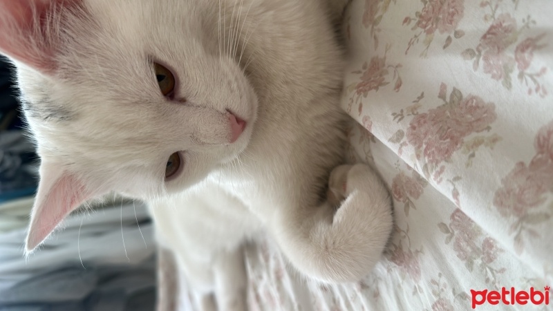 Ankara Kedisi, Kedi  Minnoş fotoğrafı
