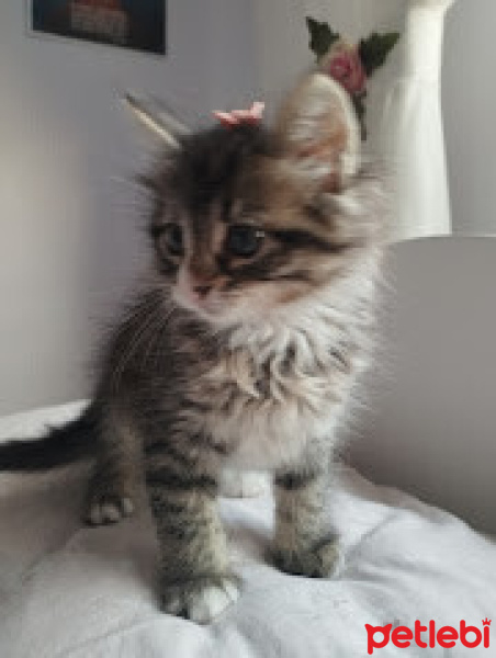 Tekir Kedi, Kedi  Bıdık fotoğrafı
