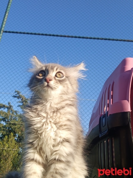 İran Kedisi (Persian), Kedi  gece fotoğrafı