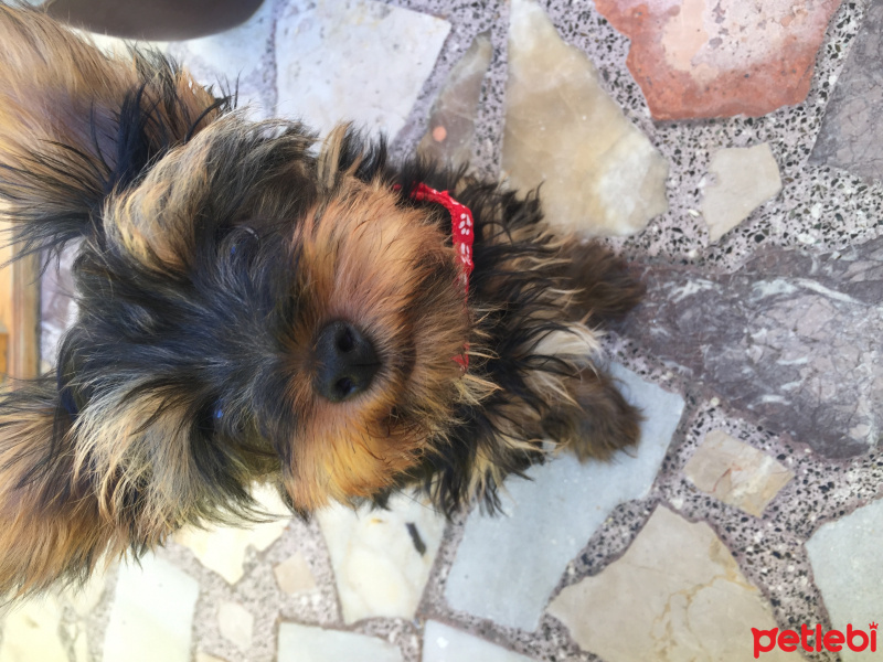 Yorkshire Terrier, Köpek  Shot fotoğrafı