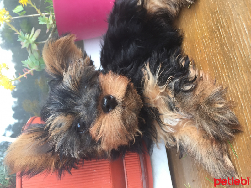 Yorkshire Terrier, Köpek  Shot fotoğrafı