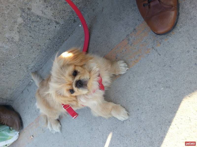 Pekingese, Köpek  MİŞA fotoğrafı