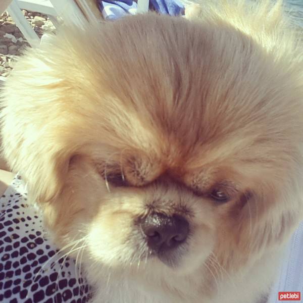 Pekingese, Köpek  MİŞA fotoğrafı