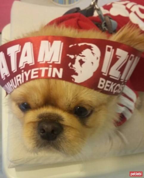 Pekingese, Köpek  MİŞA fotoğrafı