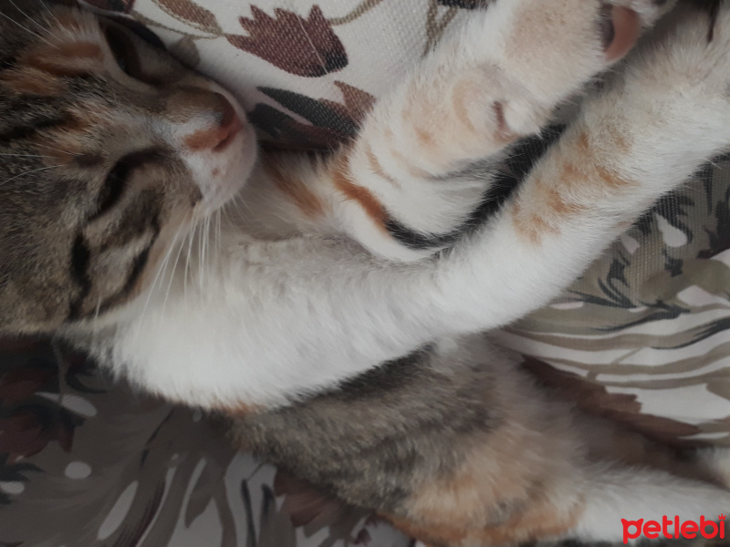 Tekir Kedi, Kedi  Adı Koyulmadı fotoğrafı
