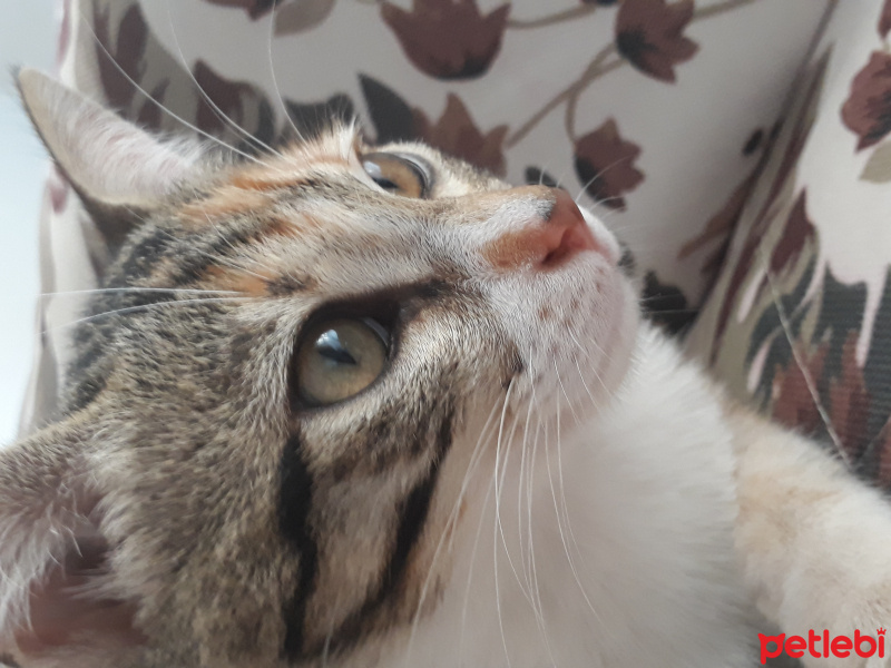 Tekir Kedi, Kedi  Adı Koyulmadı fotoğrafı