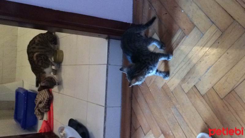 Tekir Kedi, Kedi  Minnoş  fotoğrafı