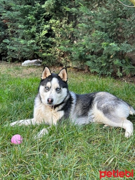 Sibirya Kurdu (Husky), Köpek  Çakır Ücretsiz Sahiplendirikecektir fotoğrafı