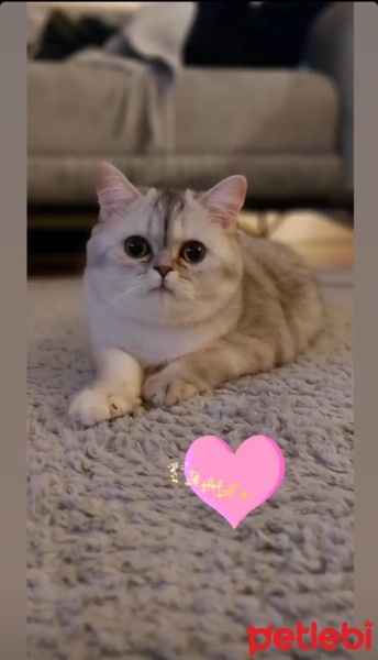 British Shorthair, Kedi  Bihter fotoğrafı