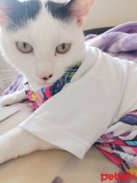 Tekir Kedi, Kedi  Balık fotoğrafı