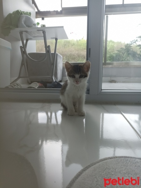 Tekir Kedi, Kedi  Bebeksu fotoğrafı