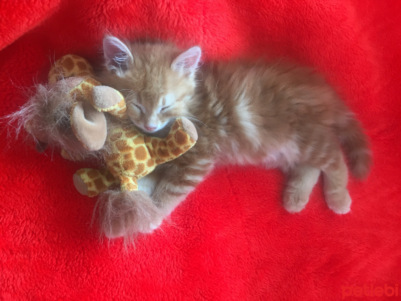 Tekir Kedi, Kedi  Gırgır fotoğrafı