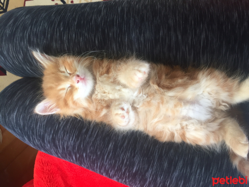 Tekir Kedi, Kedi  Gırgır fotoğrafı