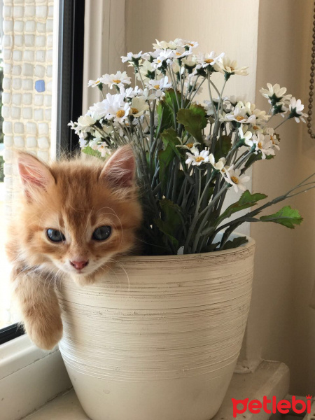 Tekir Kedi, Kedi  Gırgır fotoğrafı