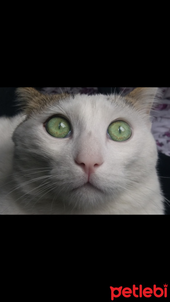 Tekir Kedi, Kedi  Sütlaç fotoğrafı