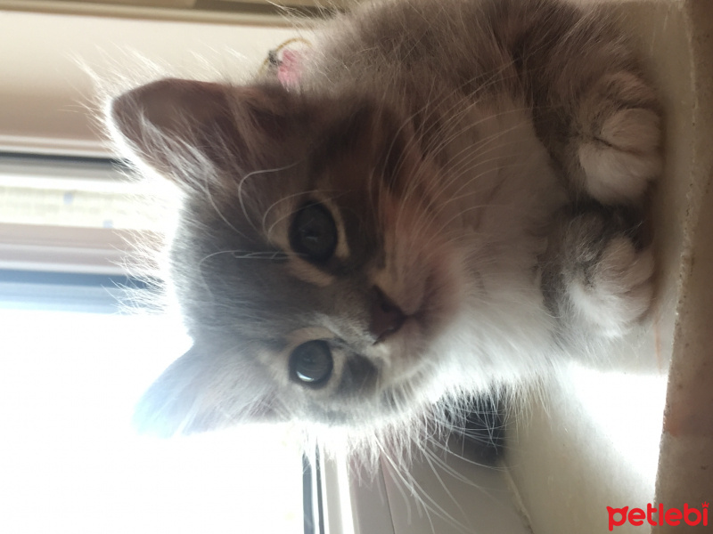 Tekir Kedi, Kedi  Mırmır fotoğrafı