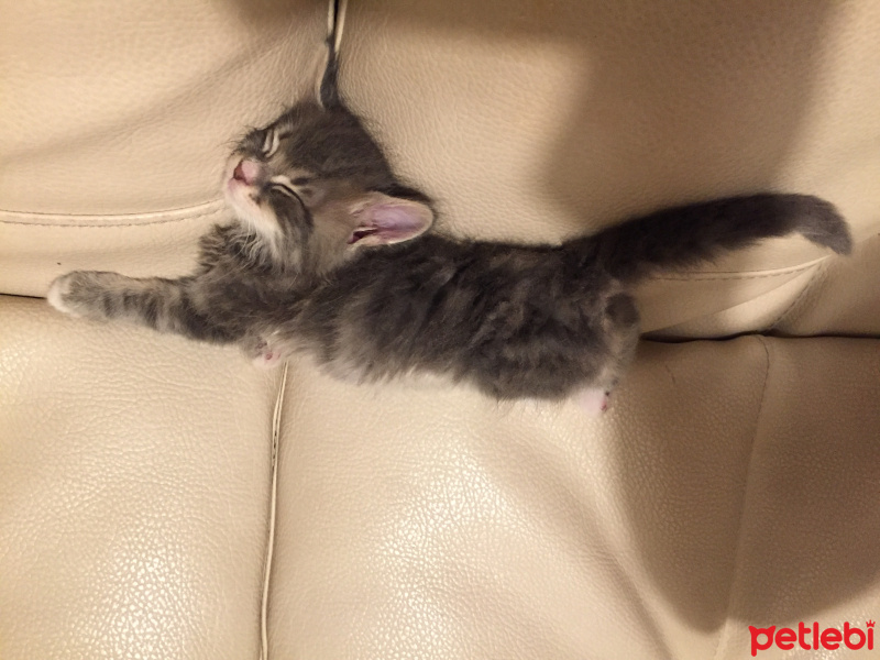 Tekir Kedi, Kedi  Tosun fotoğrafı