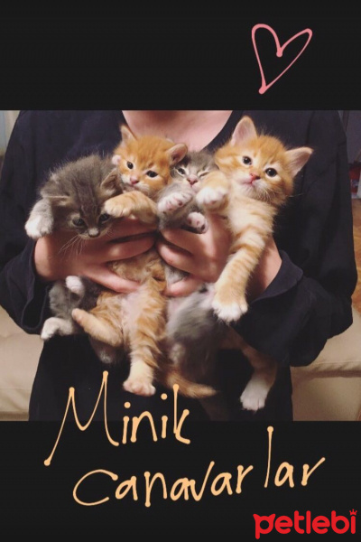 Tekir Kedi, Kedi  Tosun fotoğrafı