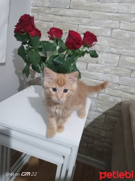 Sarman, Kedi  Çakıl fotoğrafı
