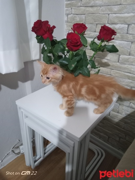 Sarman, Kedi  Çakıl fotoğrafı