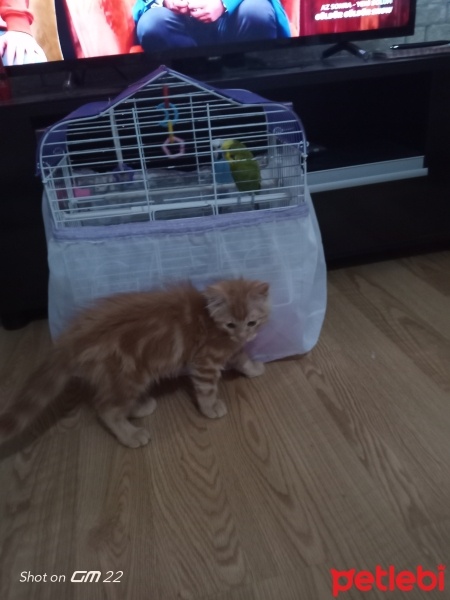 Sarman, Kedi  Çakıl fotoğrafı