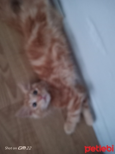 Sarman, Kedi  Çakıl fotoğrafı