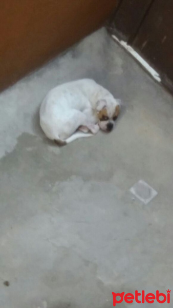 Boxer, Köpek  Kral fotoğrafı