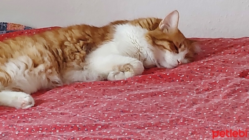 Sarman, Kedi  Limon fotoğrafı