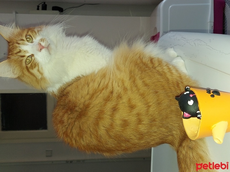 Sarman, Kedi  Limon fotoğrafı