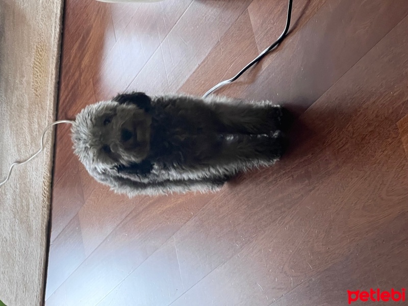 Poodle (Minyatür Kaniş), Köpek  kaju fotoğrafı